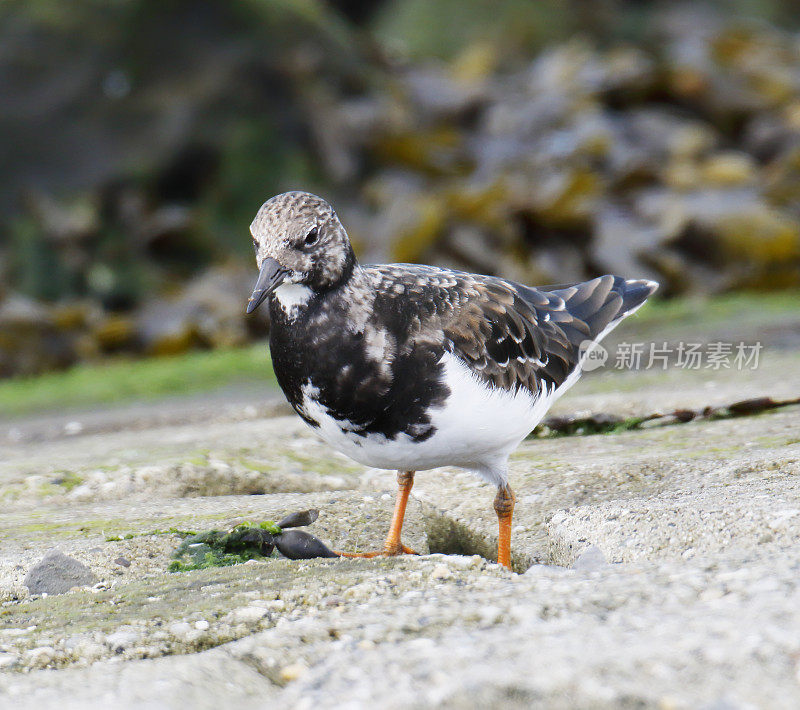 Ruddy Turnstone (Arenaria翻译)在冬季羽毛